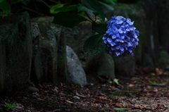 紫陽花　その3