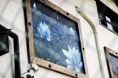 公園に咲く蓮の花