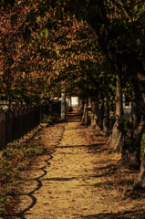 並木道