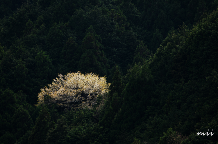 山桜