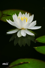 睡蓮