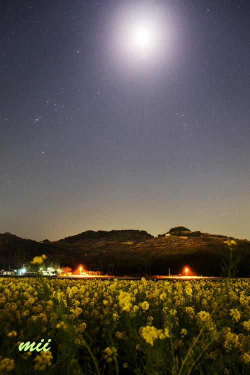 夜の菜の花畑　その2