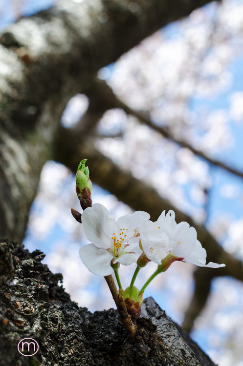 桜。その1