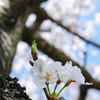 桜。その1