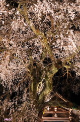 大糸桜　その2
