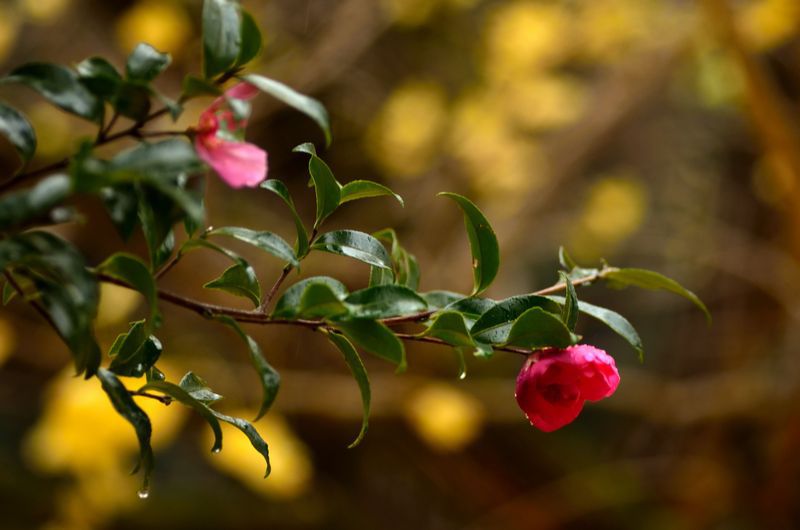 ピンクの花　その2