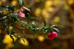 ピンクの花　その2