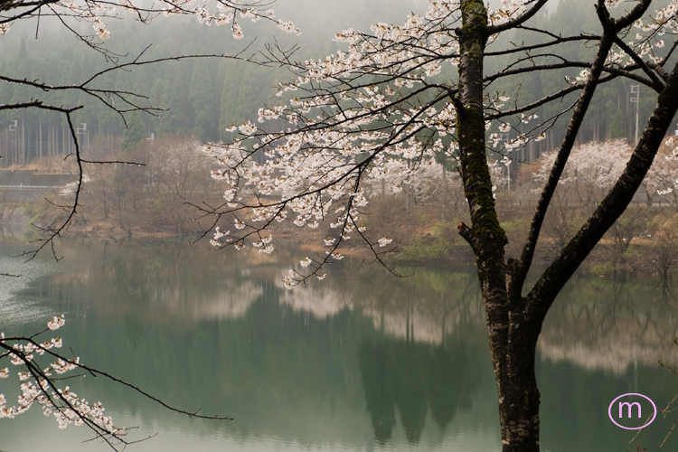 霧中の桜
