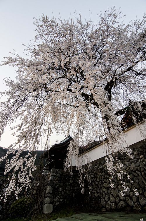 播磨一本堂 大糸桜 夕暮れ時