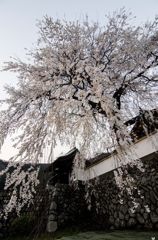 播磨一本堂 大糸桜 夕暮れ時