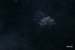 山桜