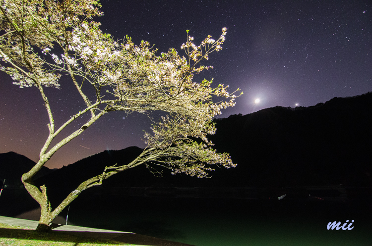 夜桜