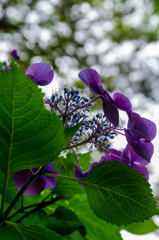 紫陽花