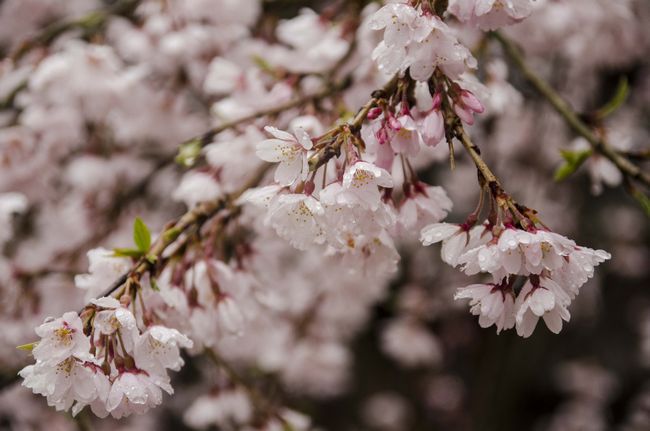 雨の桜　その1
