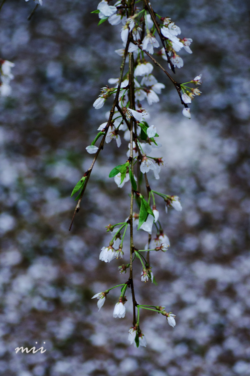 播磨一本堂 大糸桜　その2