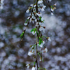播磨一本堂 大糸桜　その2