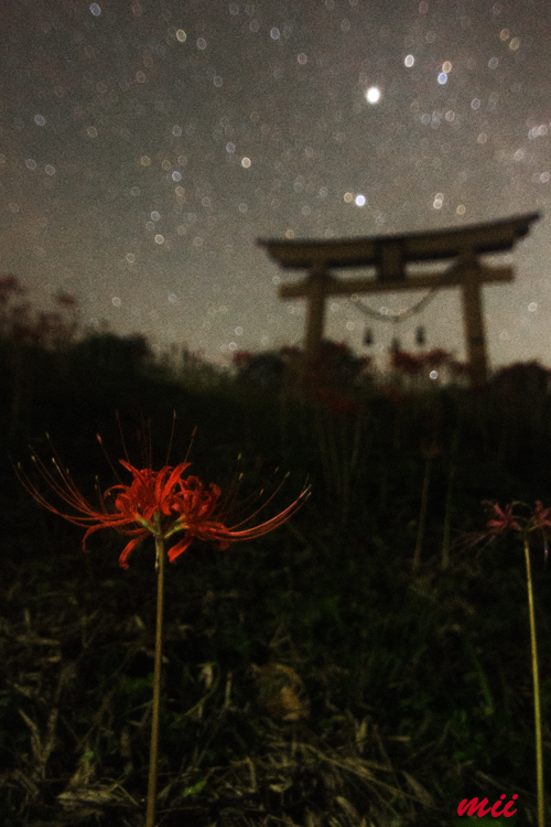 鳥居と彼岸花　夜　その2