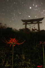 鳥居と彼岸花　夜　その2
