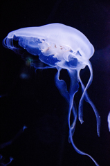 姫路市立水族館　くらげ　その1