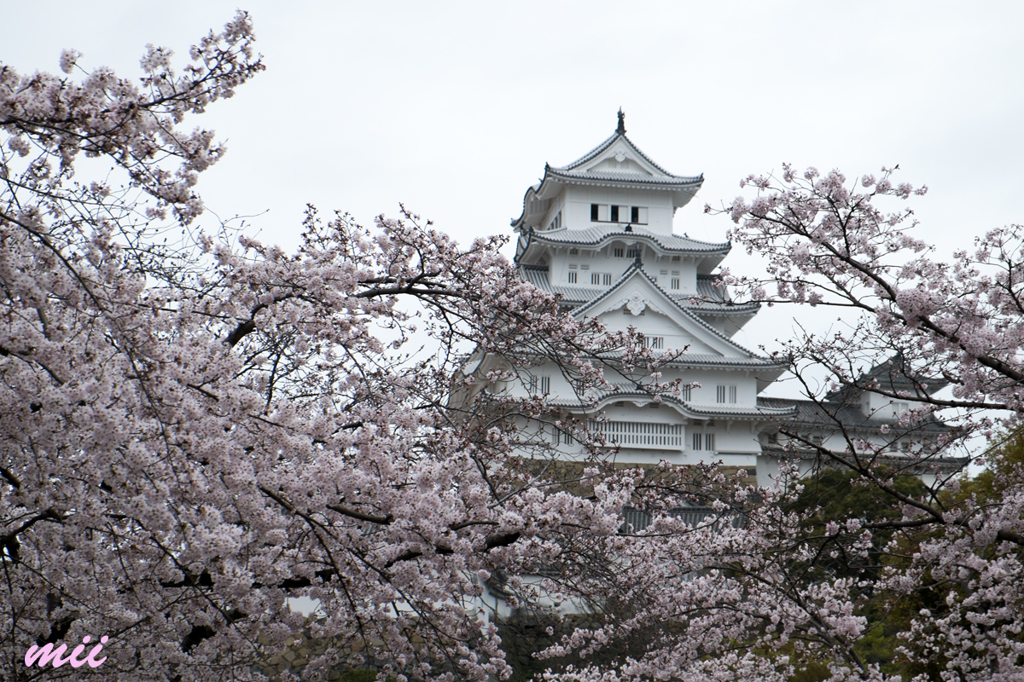 桜と姫路城　その3