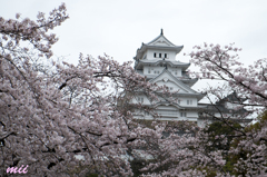 桜と姫路城　その3