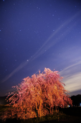夜桜
