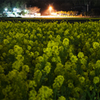 夜の菜の花畑　その3