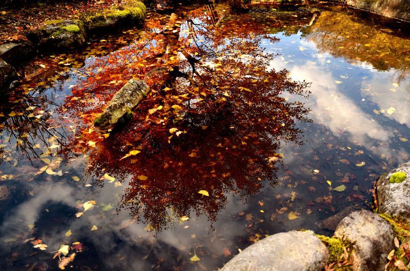 水面の紅葉