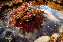 水面の紅葉