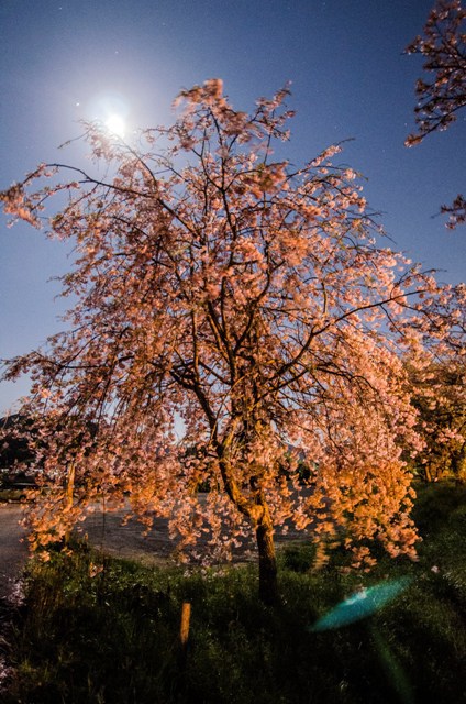 月光と桜