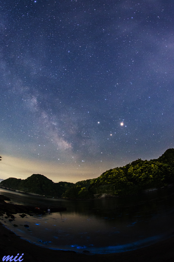 夜行虫　その5