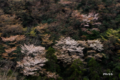 山桜　その2