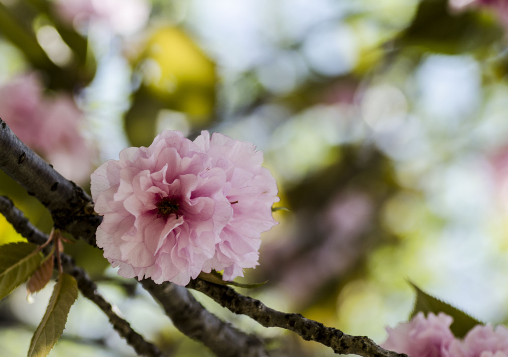 八重桜
