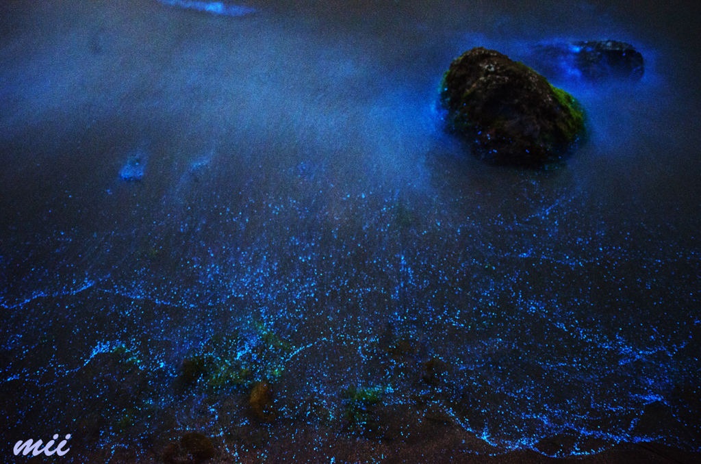 夜行虫　その1