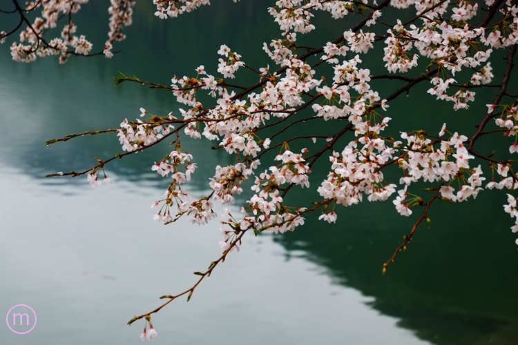 ダムの桜