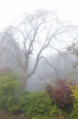 霧の中～桜の木～