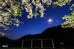 夜桜