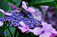 紫陽花　その4