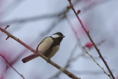 シジュウカラ