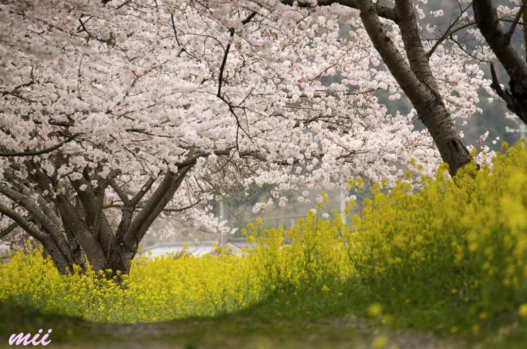 菜の花と桜　その4
