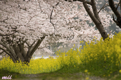 菜の花と桜　その4