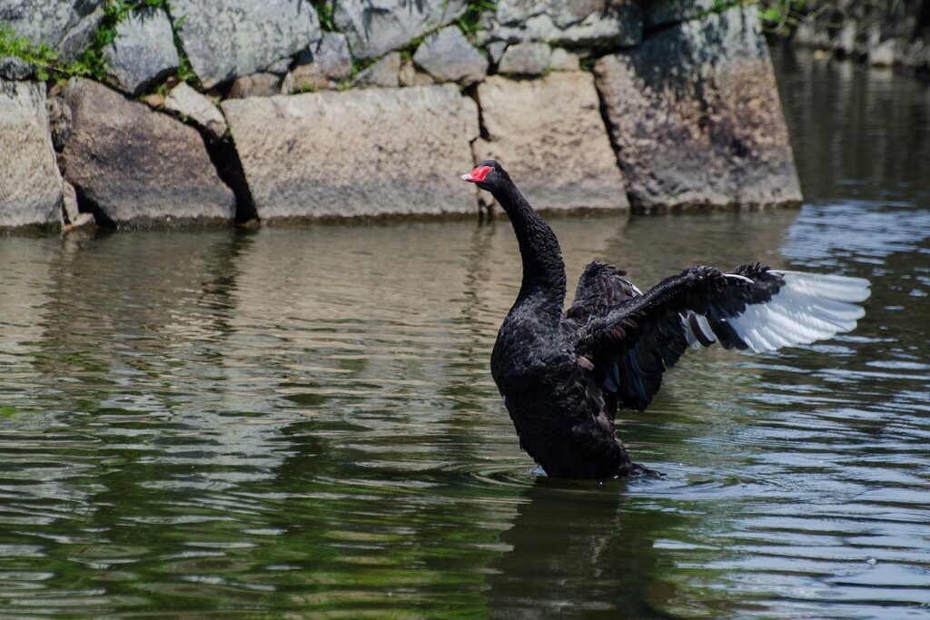 黒鳥