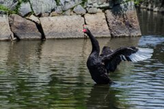 黒鳥