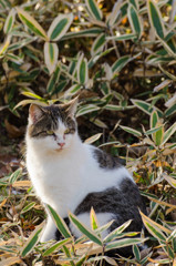 猫　その4