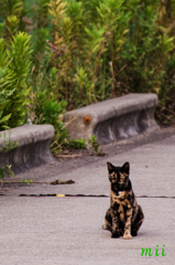 猫