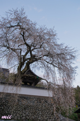 枝垂れ桜　その3