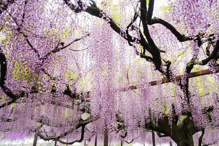 住雲寺　藤　その3