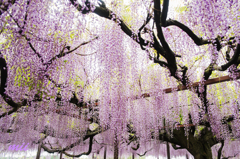 住雲寺　藤　その3