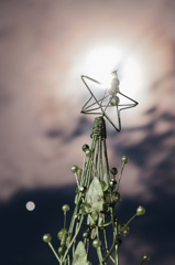 星