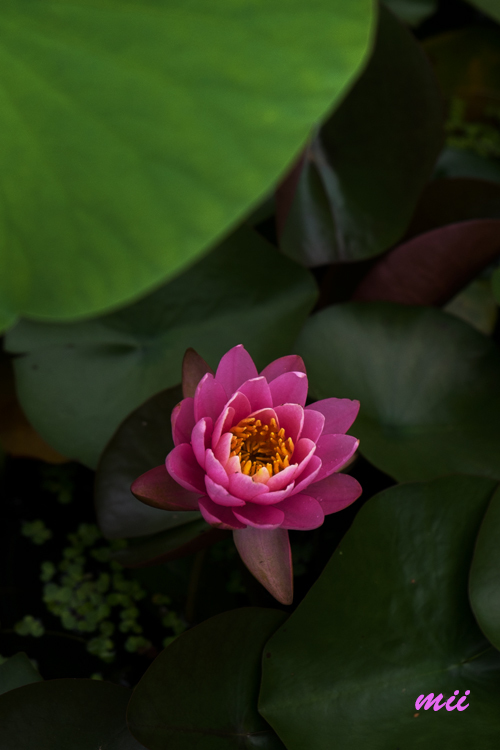 睡蓮　その1